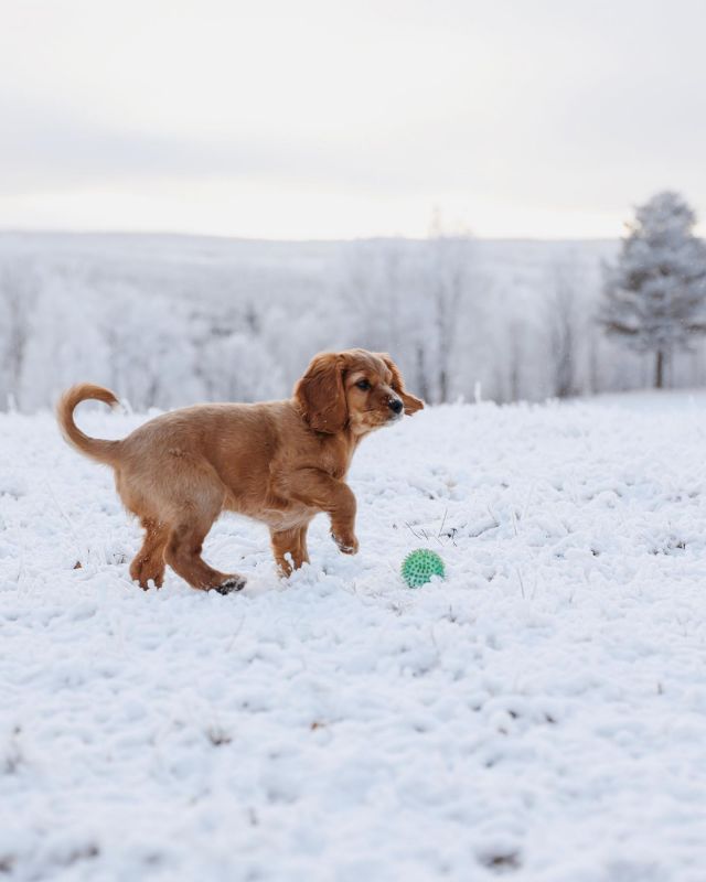 Dags att kommentera din FAVORIT vinteraktivitet 🥾⛷️ Är det vintervandring, skidåkning eller kanske något annan rolig aktivitet?

Ps. Glöm inte bort att dubbelklicka på bilden, den här sötnosen 🐶 förtjänar en massa likes! 

🔎 Daniella Reco & Ohio cap
📷 @emmawagenius